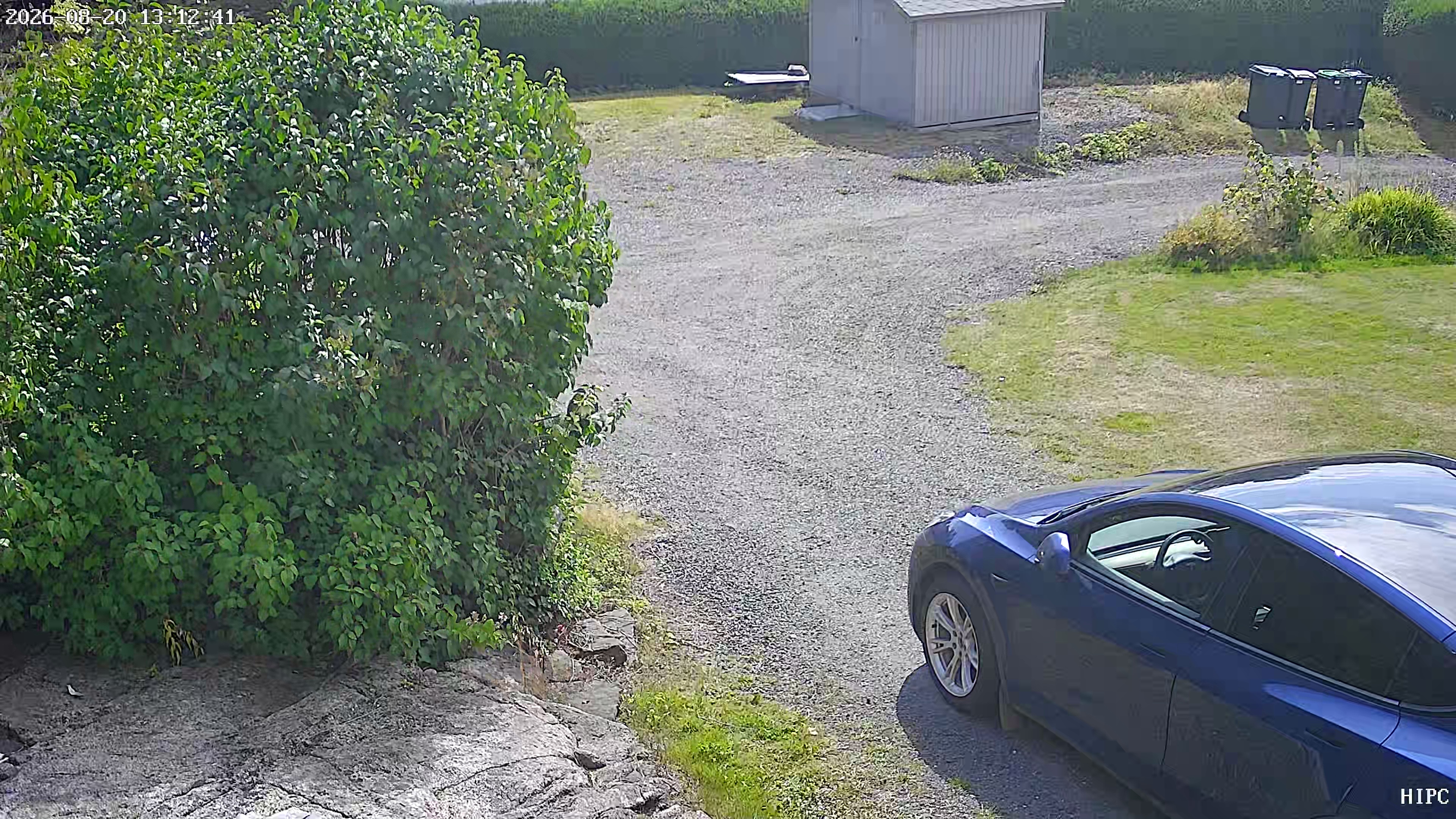 Animal